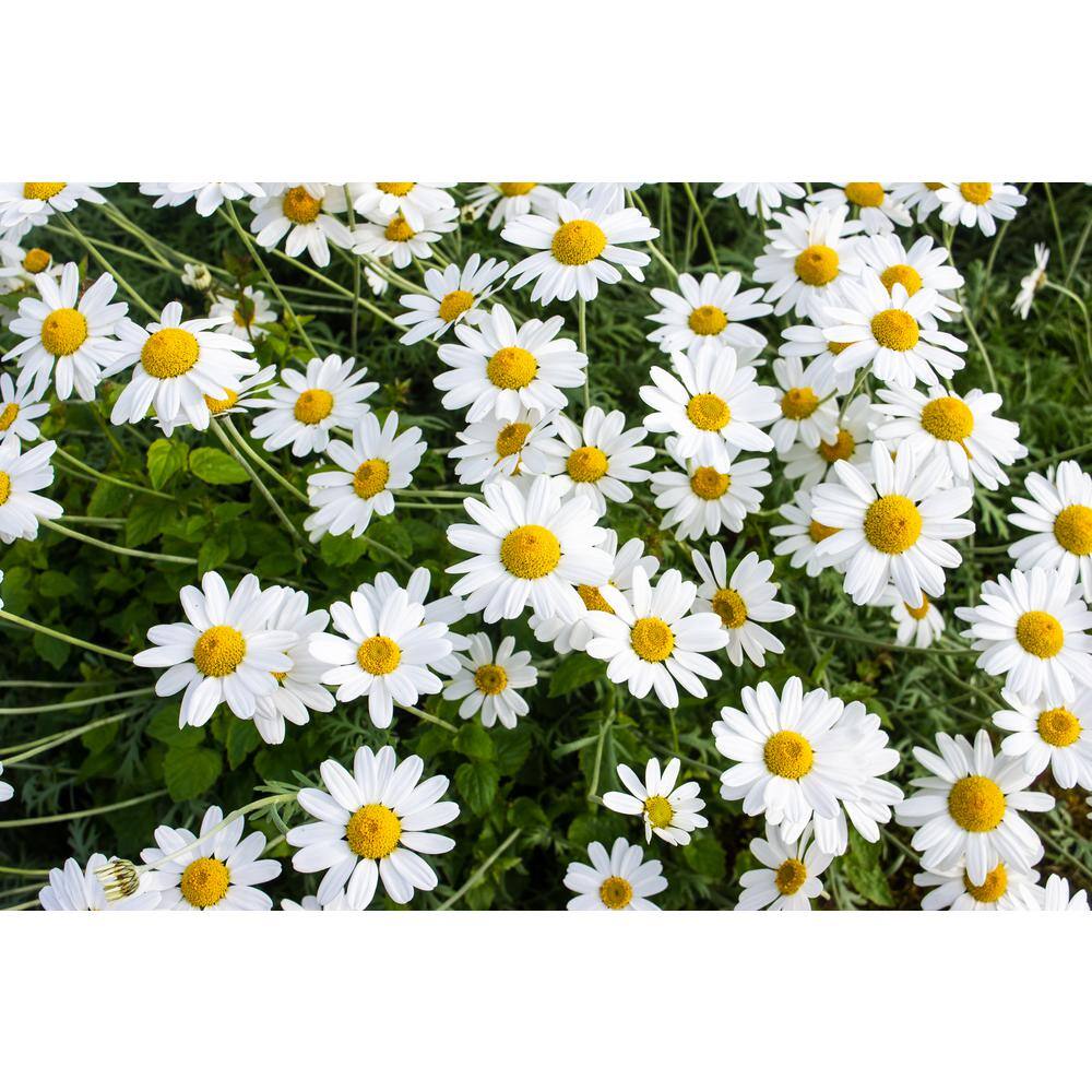 Online Orchards 1 Gal. Snowcap Shasta Daisy Shrub With Massive White Flowers and Yellow Centers SBFL001