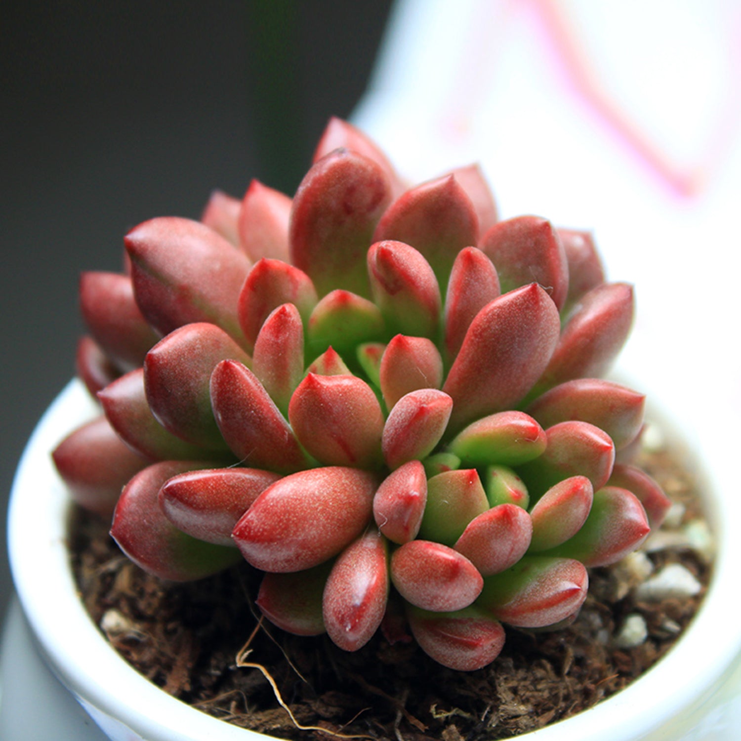 Succulent Sedeveria Pink Ruby， Fully Rooted in 2