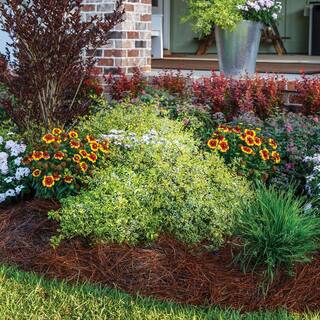 SOUTHERN LIVING 2.5 Qt. Miss Lemon Abelia With Light Pink Flowers Live Semi-Evergreen Shrub Plant 0157Q