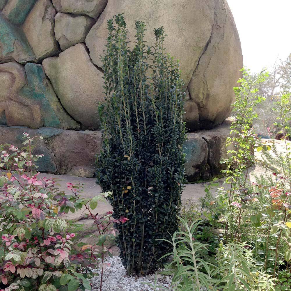 Brighter Blooms 3 Gal. Sky Pencil Holly Shrub SKY-PEN-34-3