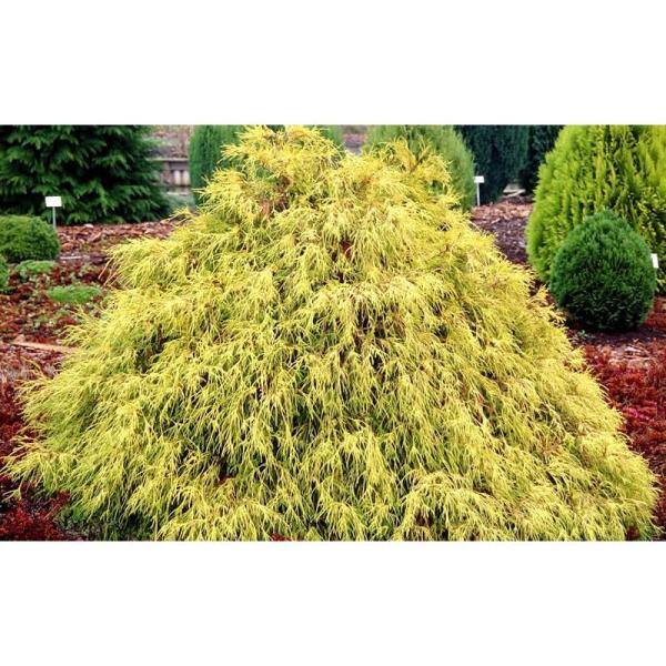 Online Orchards 1 Gal. Kings Gold Threadbranch Cypress Shrub Brings Rich Permanent Color to any Landscape EGTC001