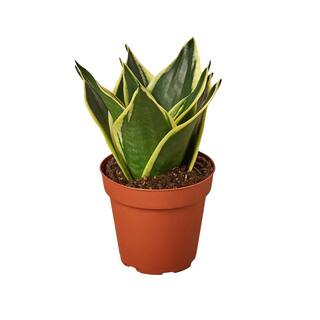 Snake Plant Black Gold (Sansevieria Trifasciata) Plant in 4 in. Grower Pot 4_SNAKE_BLACK.GOLD