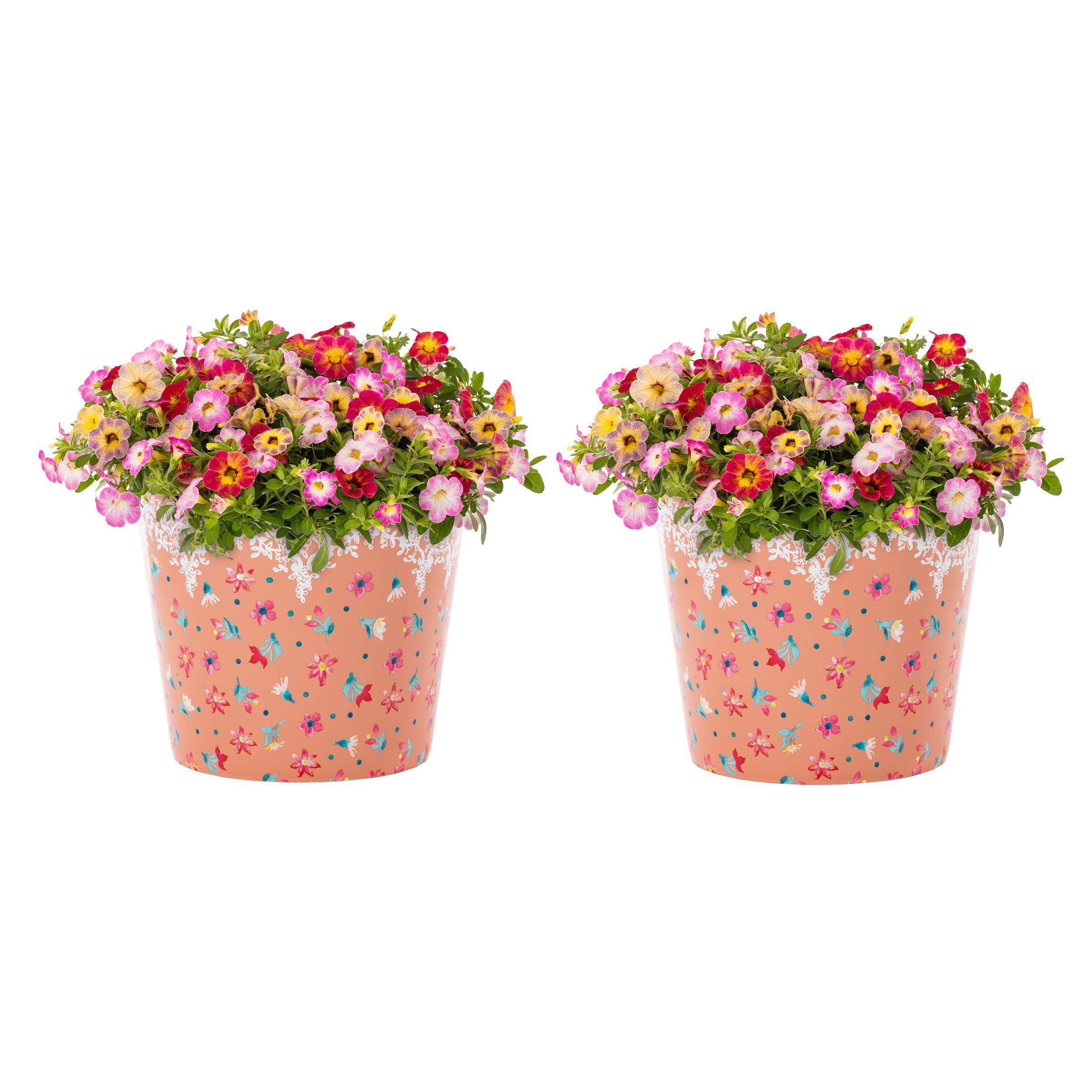 The Pioneer Woman 3QT Multicolor Calibrachoa Annual Live Plant 2-Count with Decorative Pot