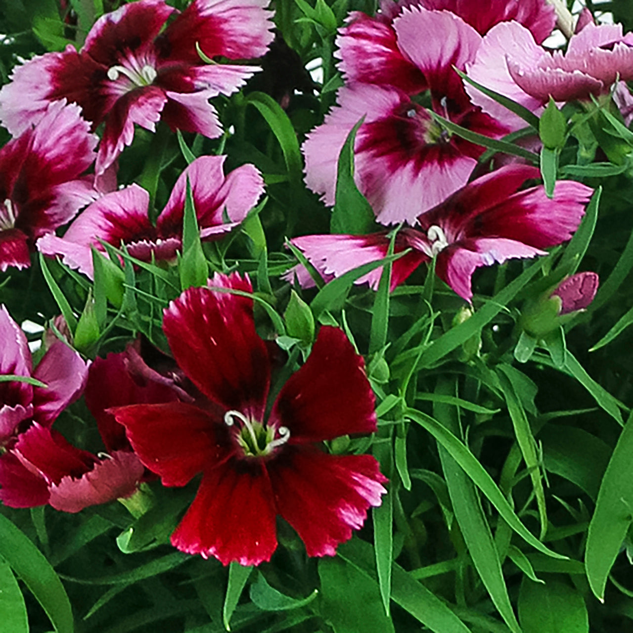 Expert Gardener 1.5 Gallon Bicolor Pink and Red Dianthus Annual Live Plant (1 Count) with Decorative Hanging Basket