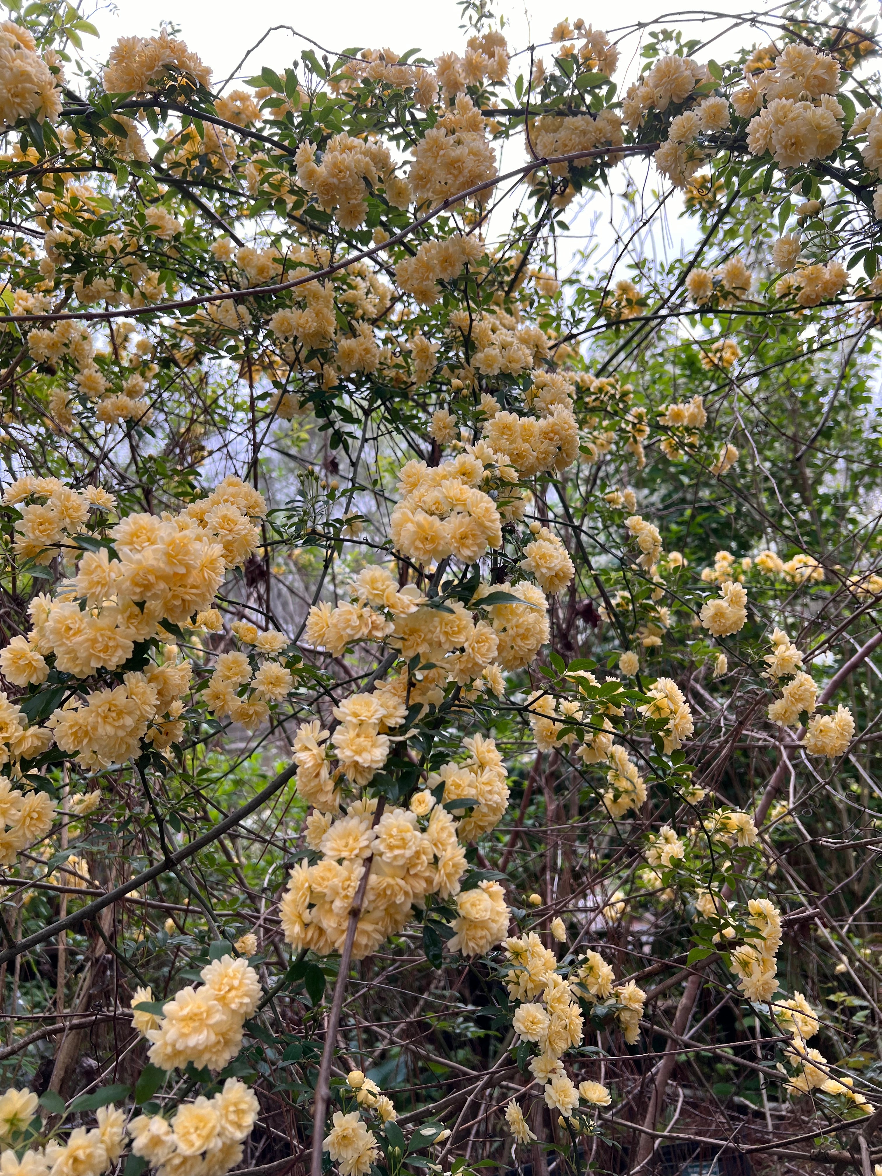 Yellow Lady Banks Rose