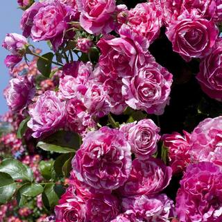 national PLANT NETWORK Bareroot Raspberry Twirl Climbing Rose (2-Piece) HD1402