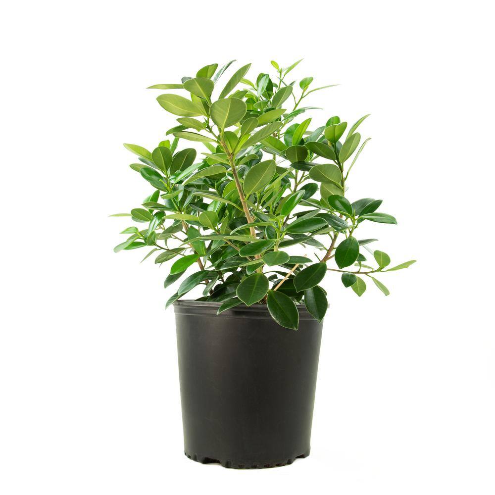 national PLANT NETWORK Green Island Ficus Plant (Ficus) in 10 in. Grower Container (1-Plant) HD7755