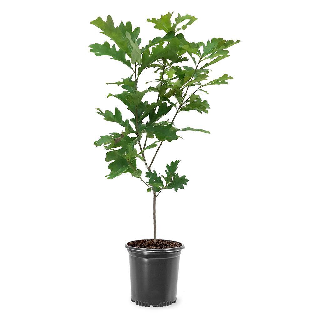 1 Gal. White Oak Deciduous Shade Tree OAKWHI01G