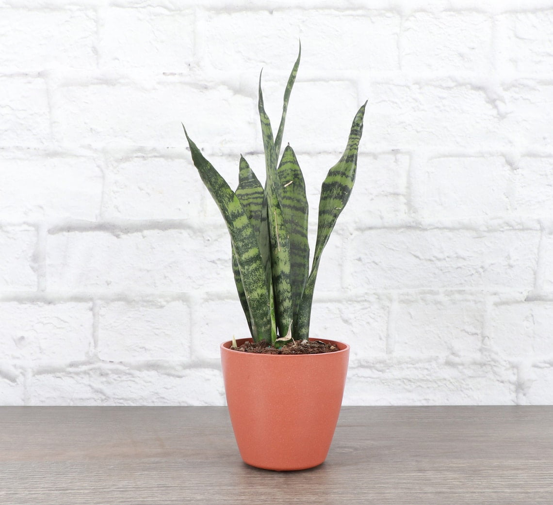 Live Zeylancia Snake Plant - 4