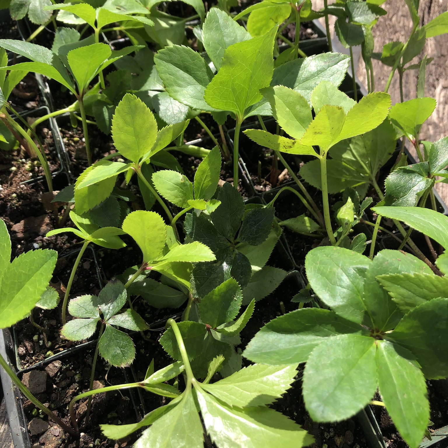 3 Live Hellebore Plants - Mixed Lenten Rose / Hellebore in 2 Inch Pots - Perennial， Winter-Blooming - Great for Cut Flowers - Helleborus x hybridis