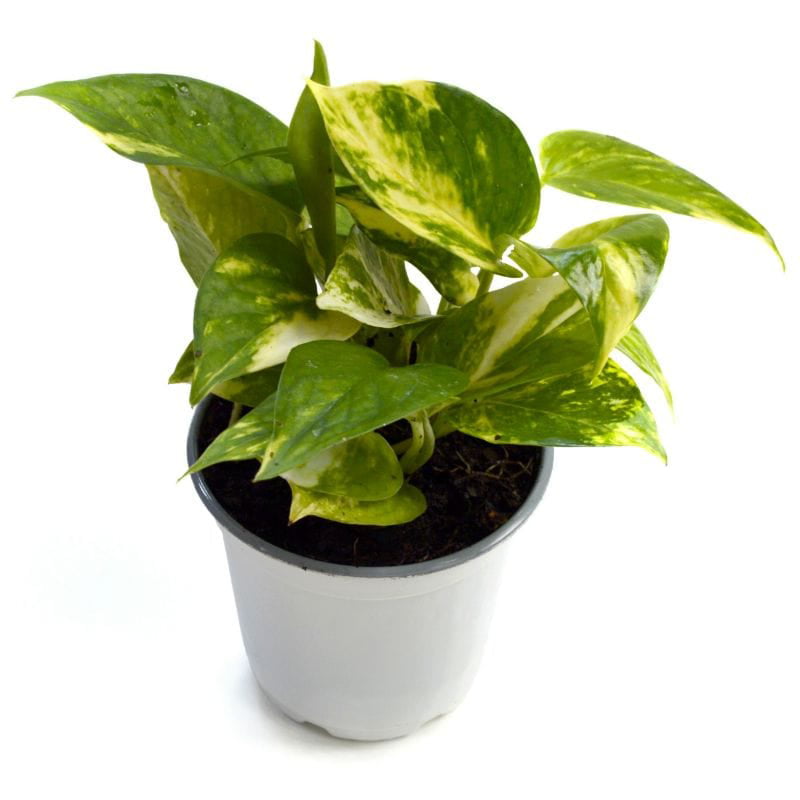 Epipremnum， Marble Queen Pothos Plant