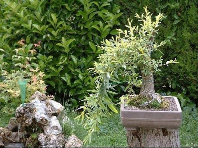 Bonsai Tree - Black Willow Bonsai Tree Cutting - Thick Trunk Live Indoor or Outdoor Bonsai Tree