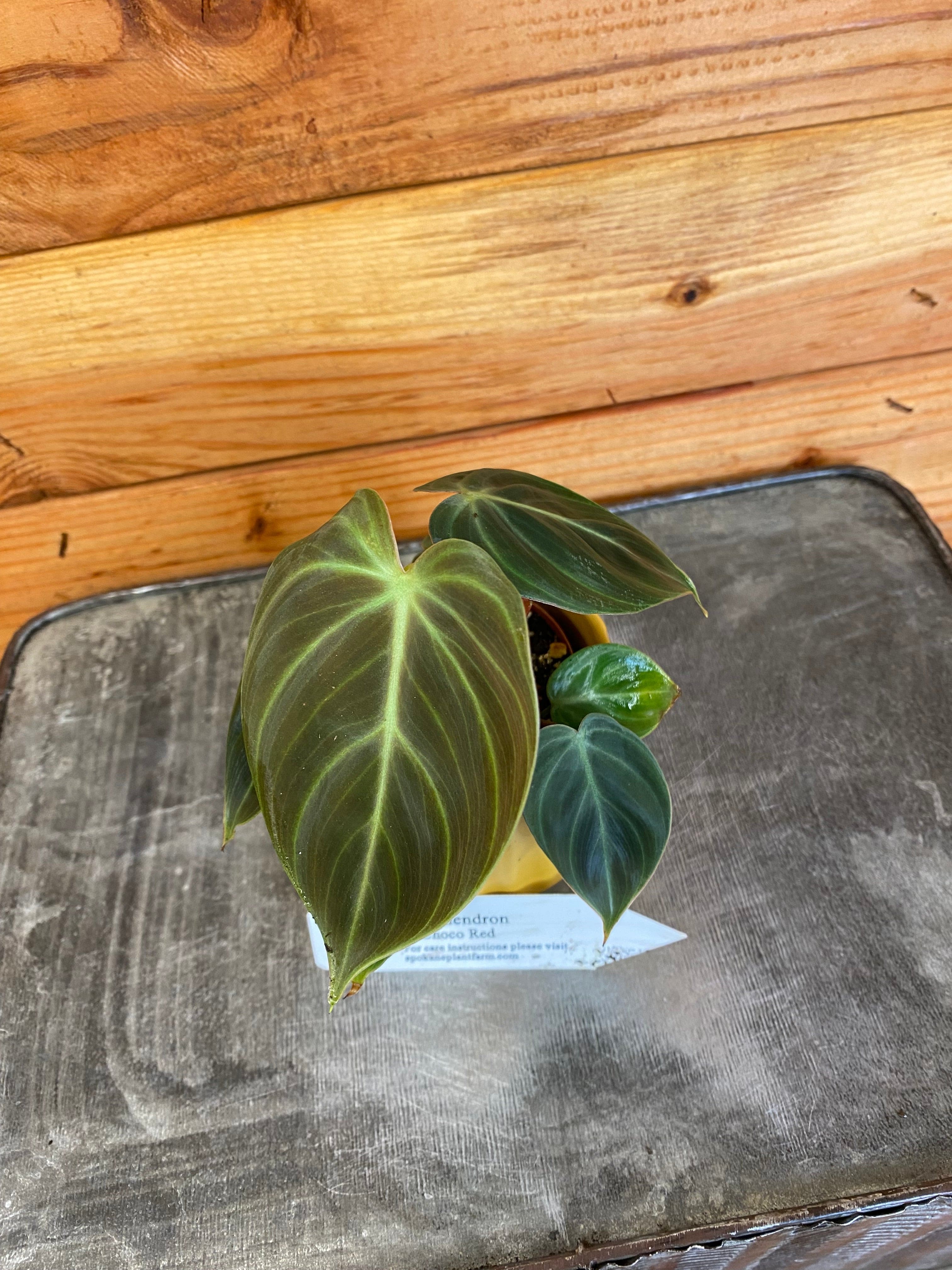 Philodendron El Choco Red， 2