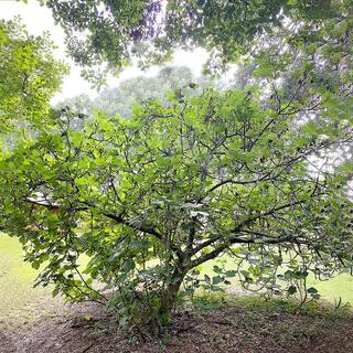 5 Gal. Brown Turkey Fig Tree FIGBRO05G