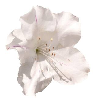 ENCORE AZALEA 2 Gal. Autumn Lily Azalea Shrub with White Flowers 17698