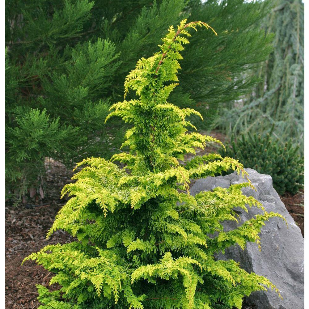 Online Orchards 1 Gal. Fernspray Gold Hinoki Cypress Shrub EGTC005