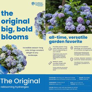 Brighter Blooms 2 Gal. The Original Reblooming Hydrangea Flowering Shrub with Pink or Blue Flowers HYD-END2