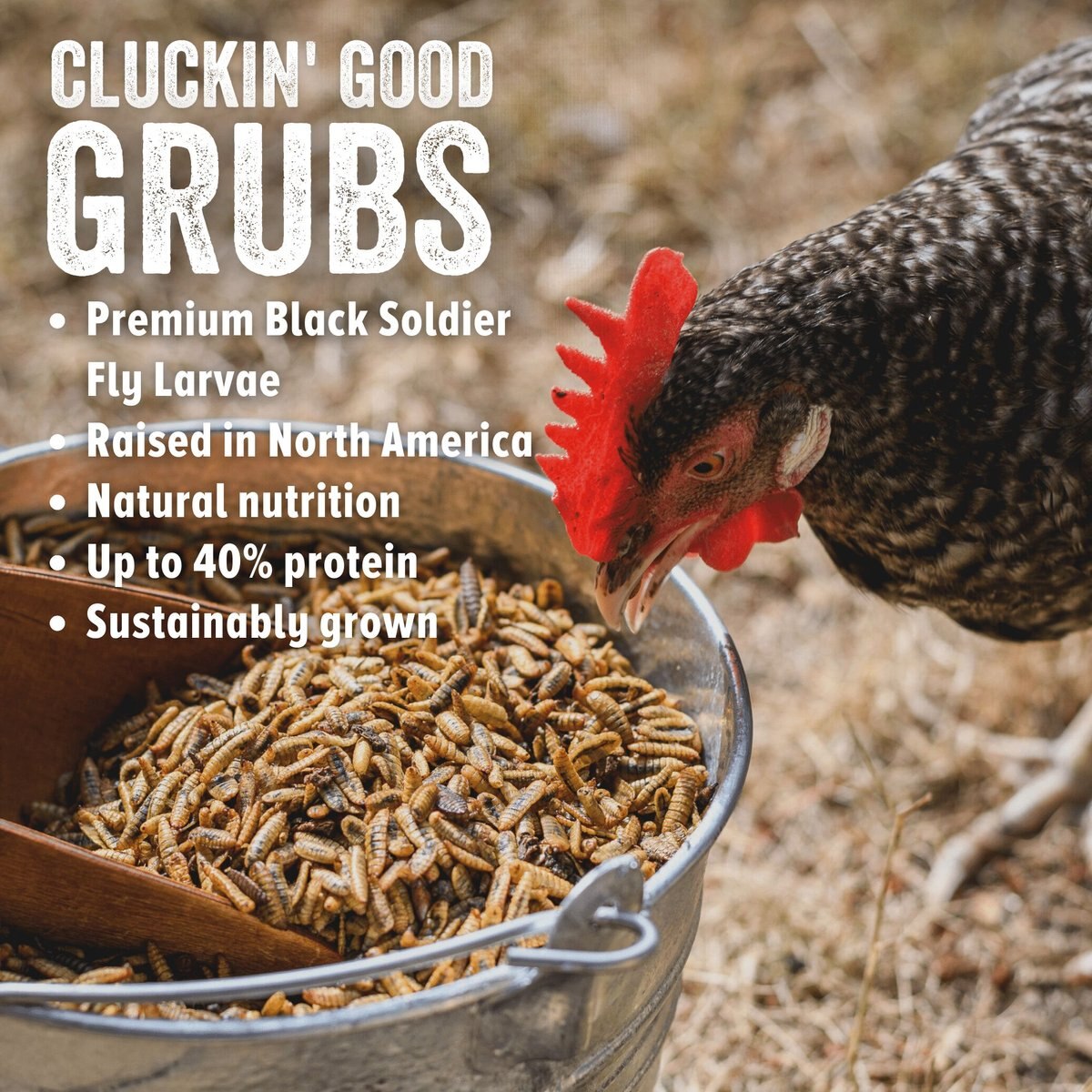 Scratch and Peck Feeds Cluckin' Good Grubs Poultry Treats， 8-lb box