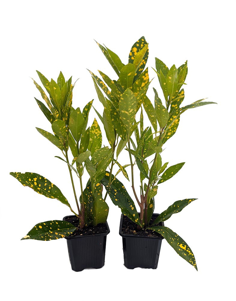 Gold Dust Croton - 2 Pack 3