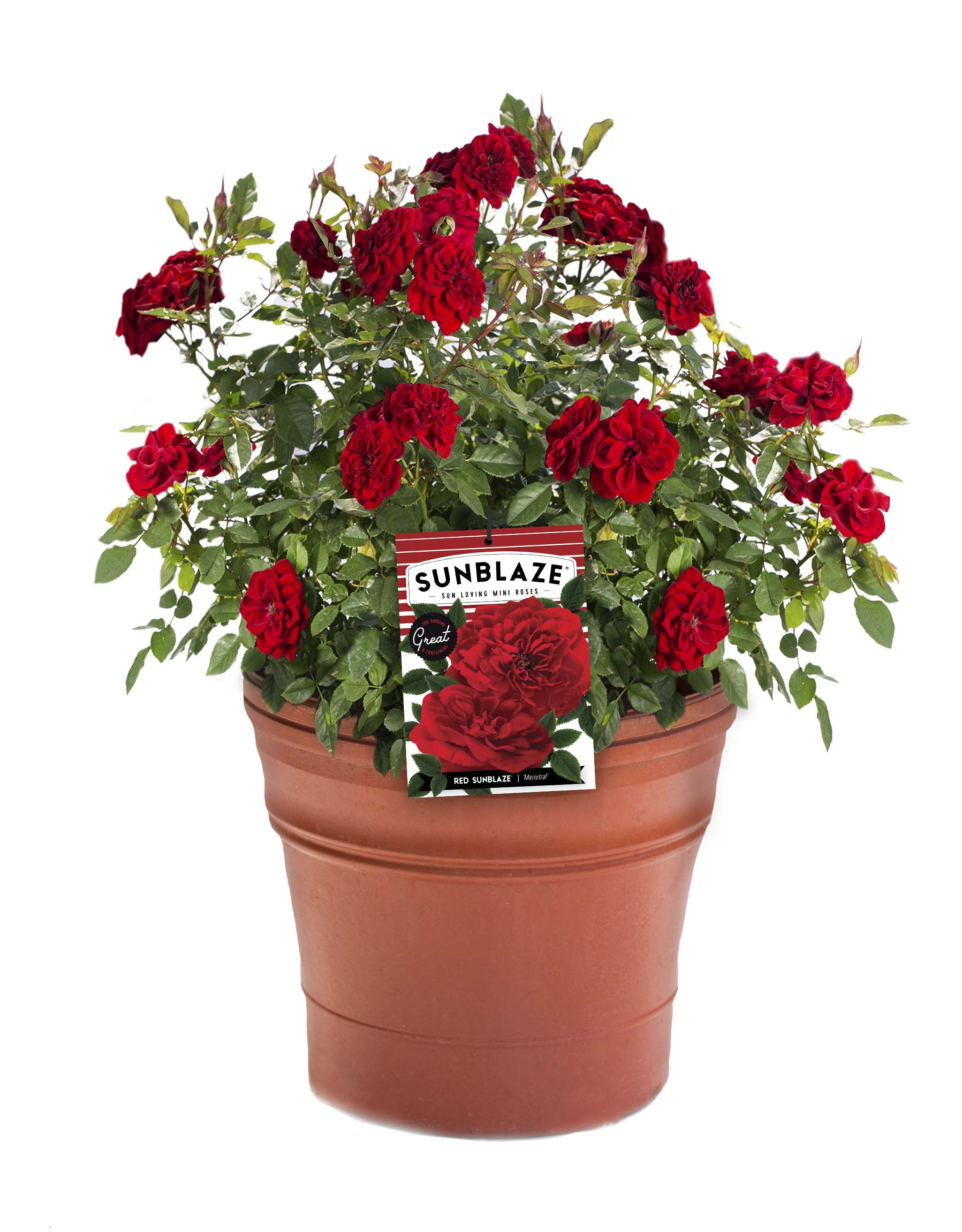 Bareroot Sunblaze® Red Miniature Rose with Red Flowers - Live Plants - 2 Piece