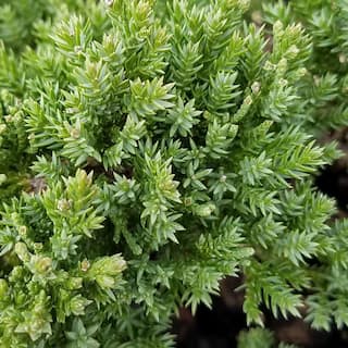 FLOWERWOOD 2.5 Qt. Procumbens Nana Juniper - Live Groundcover Plant 3994Q