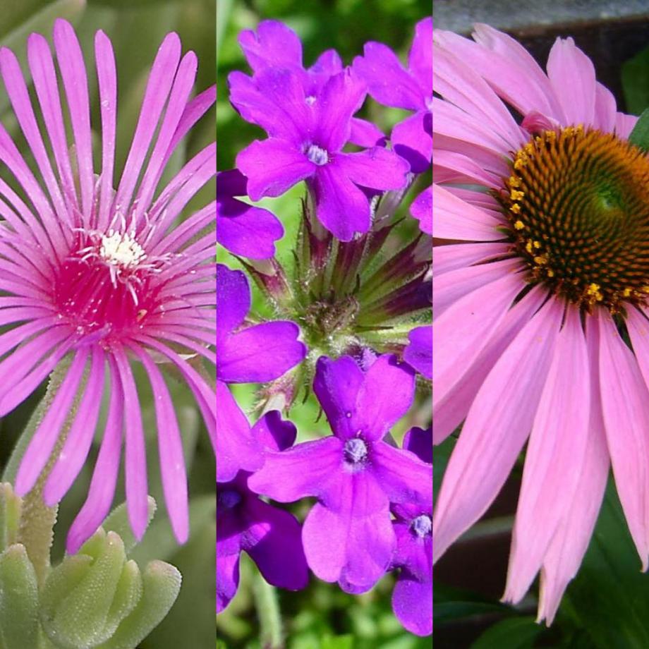 Classy Groundcovers - A collection of Magenta Blooming Plants for Sun that Deer Avoid: 25 Verbena 'Homestead Purple'， 25 Purple Cone Flower， 25 Ice Plant