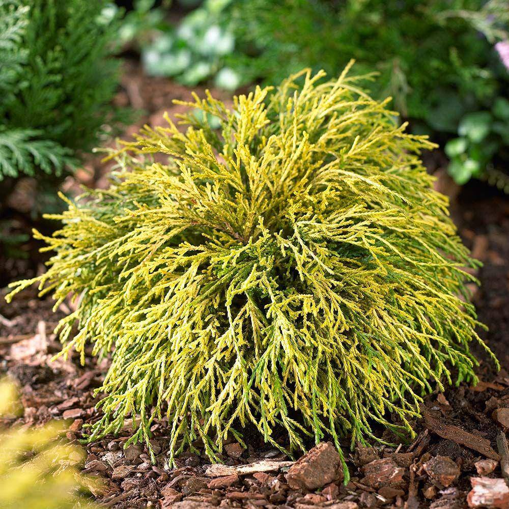 Online Orchards 1 Gal. Sungold Cypress Shrub with Unique Finely Textured Yellow Foliage EGTC003