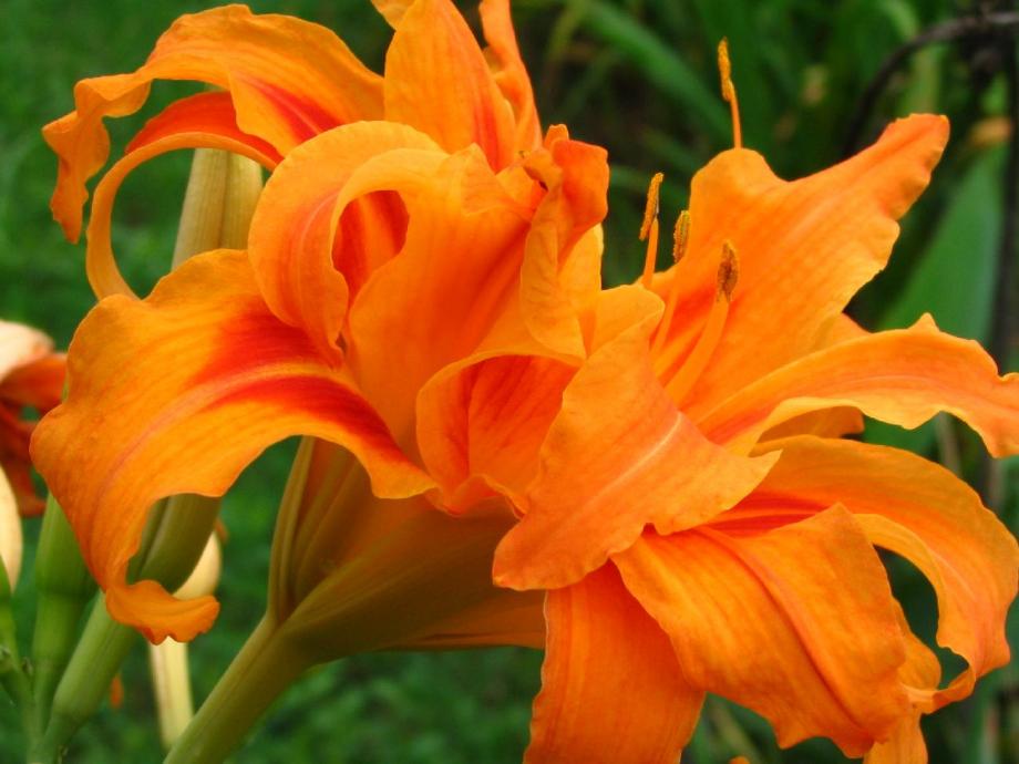 Classy Groundcovers - Hemerocallis 'Kwanso'  {25 Bare Root Plants}