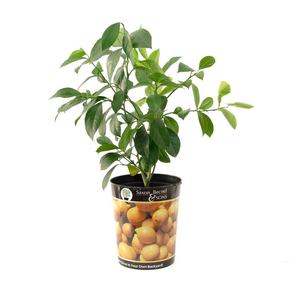 Garden State Bulb Meyer Lemon Tree Live Plant (1 gal. Pot) ECS-21-01-01