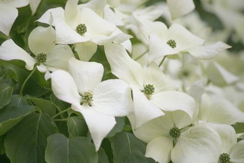 Dogwood Milky Way Tree