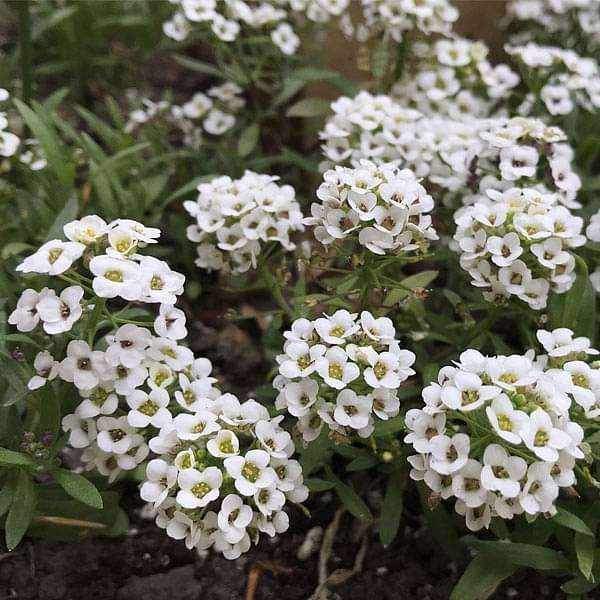 Alyssum Snow Carpet - Flower Seeds