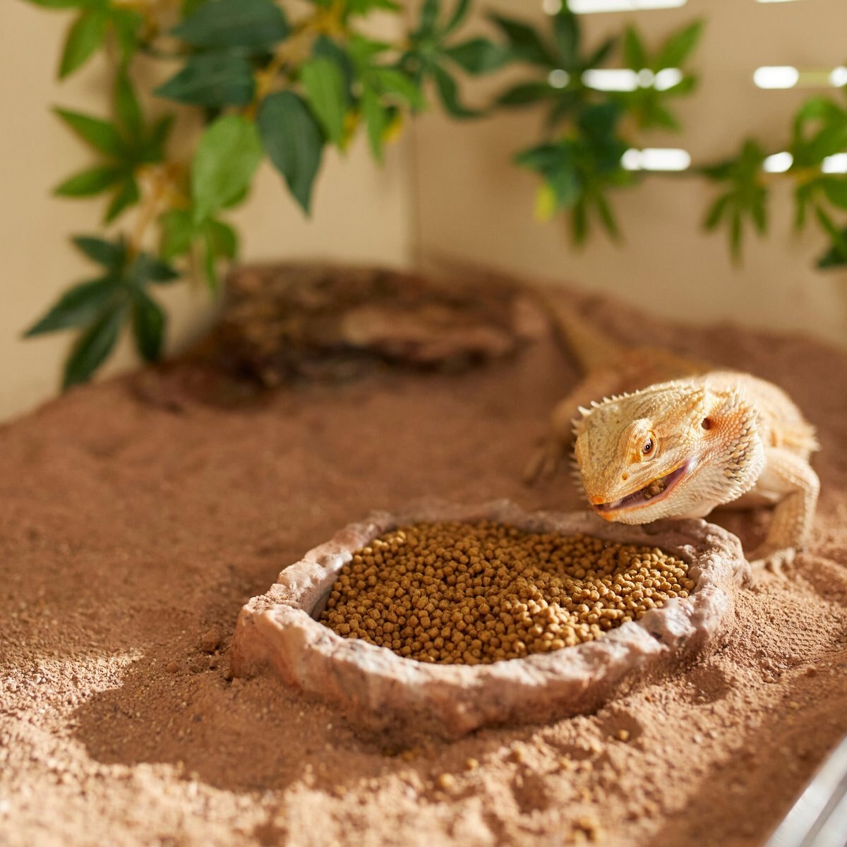 Mazuri Bearded Dragon Diet Food