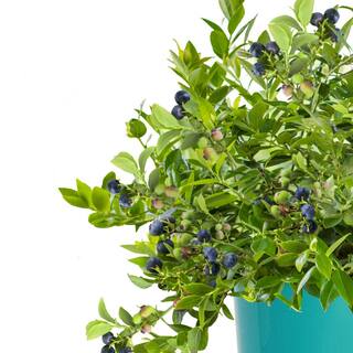 BUSHEL AND BERRY 1 Gal. Bushel and Berry Midnight Cascade Hanging Blueberry Live Plant HD1666