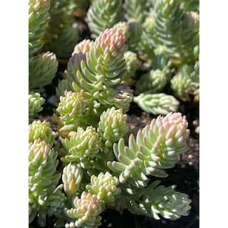 Zeus  Ruta Live Blue Spruce Stonecrop Planters in Separate in Pots Pet-Safe (1-Pack) BG-18