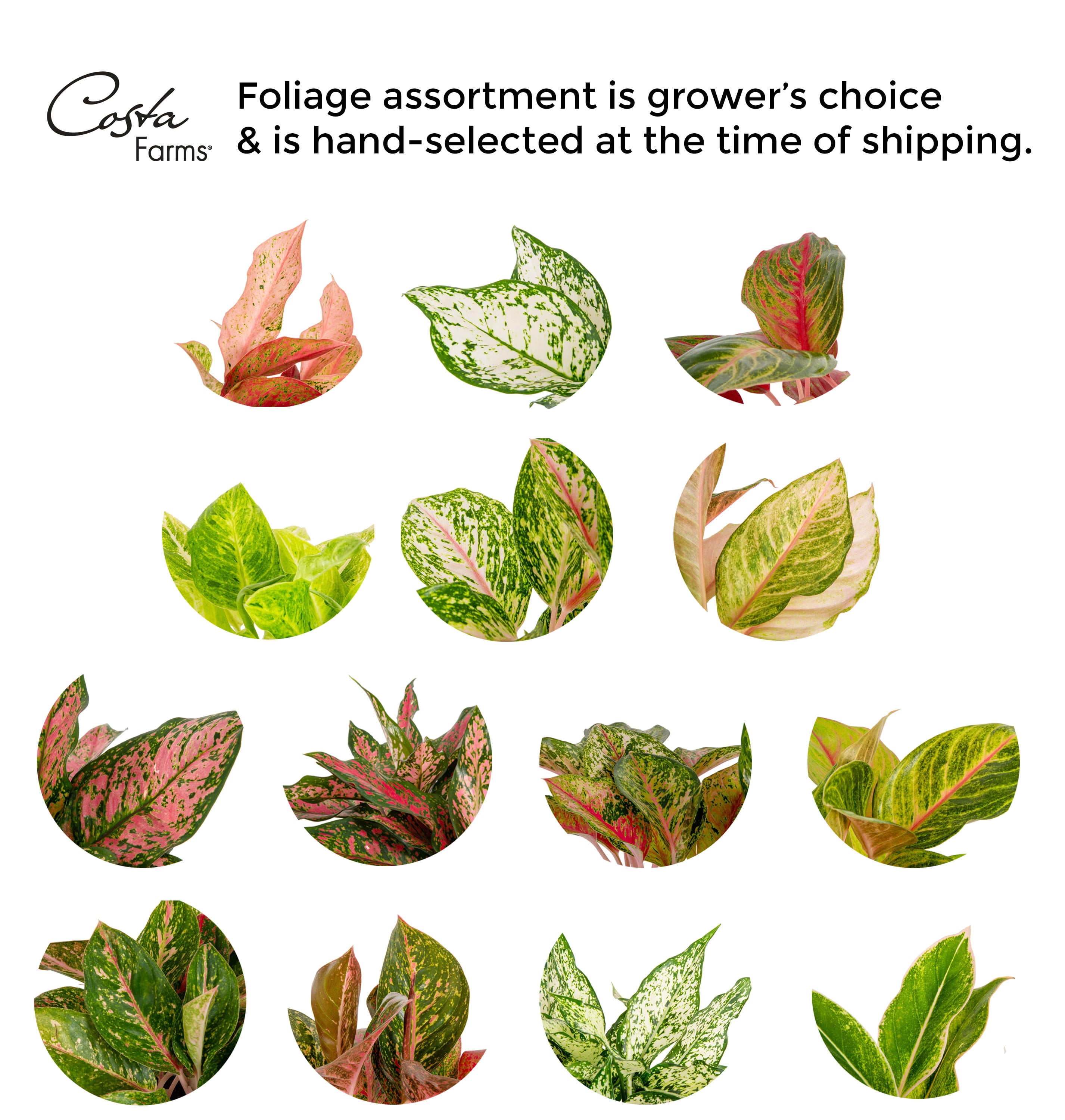 Costa Farms Trending Tropicals Live Indoor 14in. Tall Multi-color Chinese Evergreen， Aglaonema; Medium， Indirect Light Plant in 6in. mixed material Planter