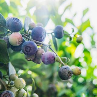 1 Gal. Cross Pollinating Blueberry Plants Pack (3-Pack) THD00613