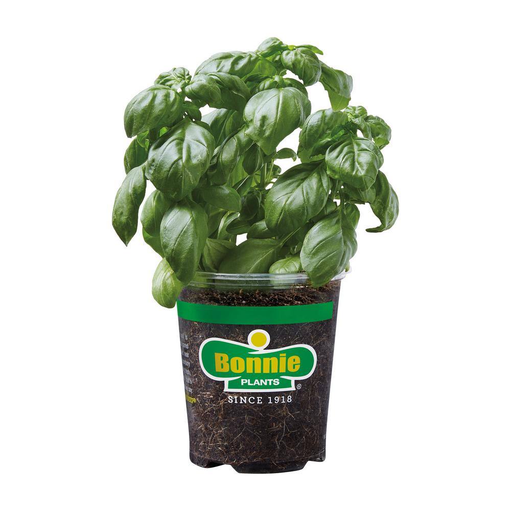 Bonnie Plants 19.3 oz. Sweet Genovese Basil Plant 118480