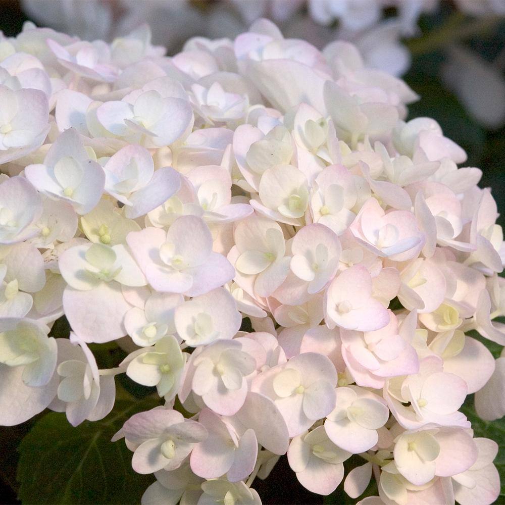 Endless Summer 2 Gal. Blushing Bride Reblooming Hydrangea Flowering Shrub White to Blush Pink Flowers 14758