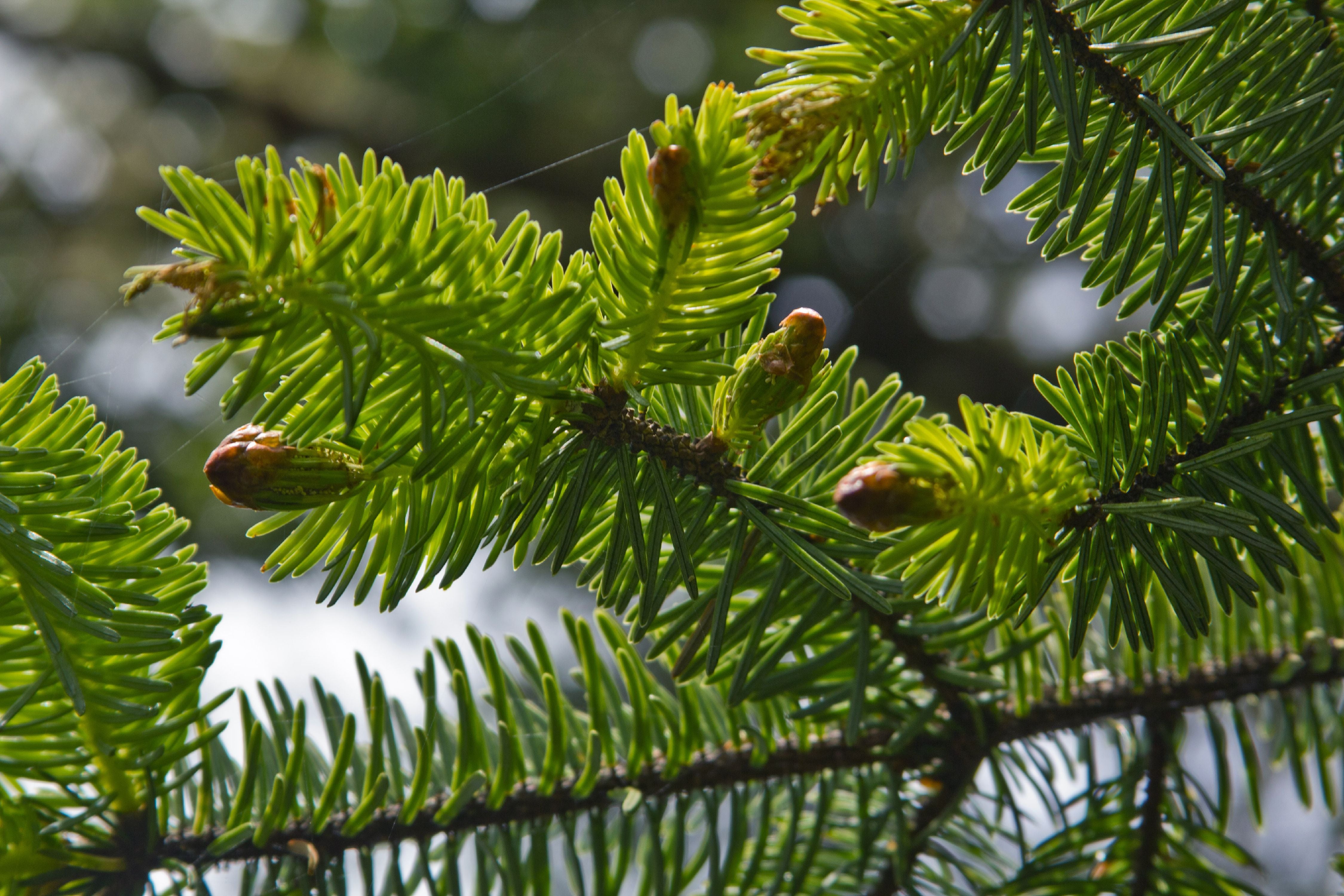 Sitka Spruce | Small Tree Seedling | The Jonsteen Company