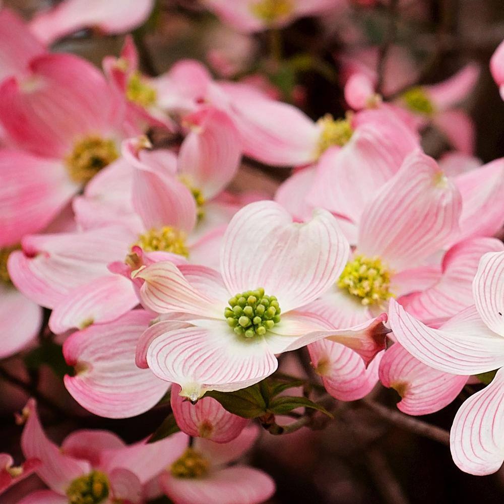 3 Gal. Pink Flowering Deciduous Dogwood Tree DOGPIN03G