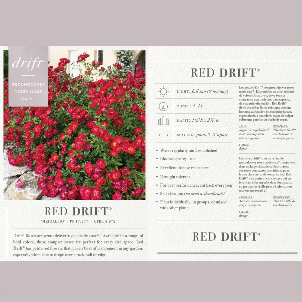 Drift 2 Gal. Red Drift Rose Bush with Red Flowers 13190