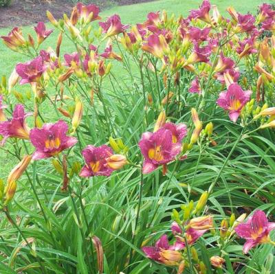 Classy Groundcovers - Hemerocallis 'Purple de Oro'  {25 Bare Root Plants}