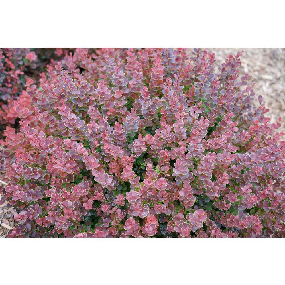 PROVEN WINNERS 2 Gal. Sunjoy Mini Maroon Barberry Plant with Deep Purple-Red Foliage 14735