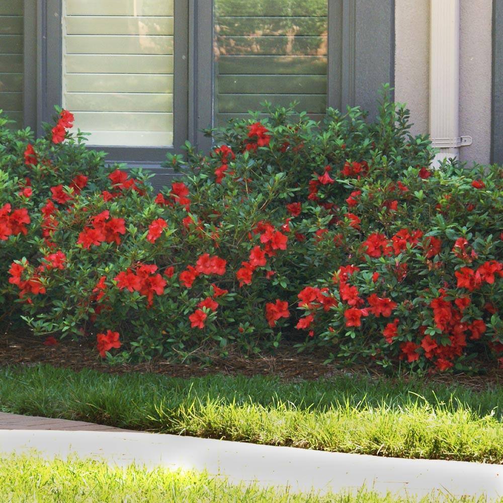Brighter Blooms 3 Gal. Autumn Fire Encore Azalea Flowering Shrub ENC-FIR3