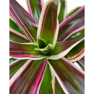 Pure Beauty Farms 2.5 Qt. Bromeliad Neoregelia Plant Rafael in 6.33 In. Grower's Pot (2-Plants) DC1GBROMRAFA2