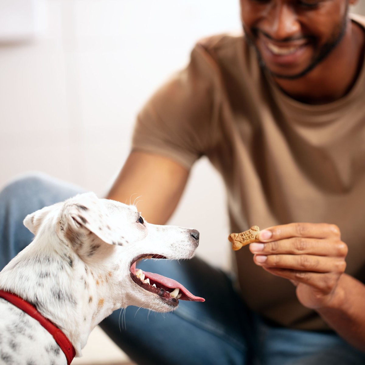 Milk-Bone Mini's Flavor Snacks Beef， Chicken and Bacon Flavored Biscuit Dog Treats