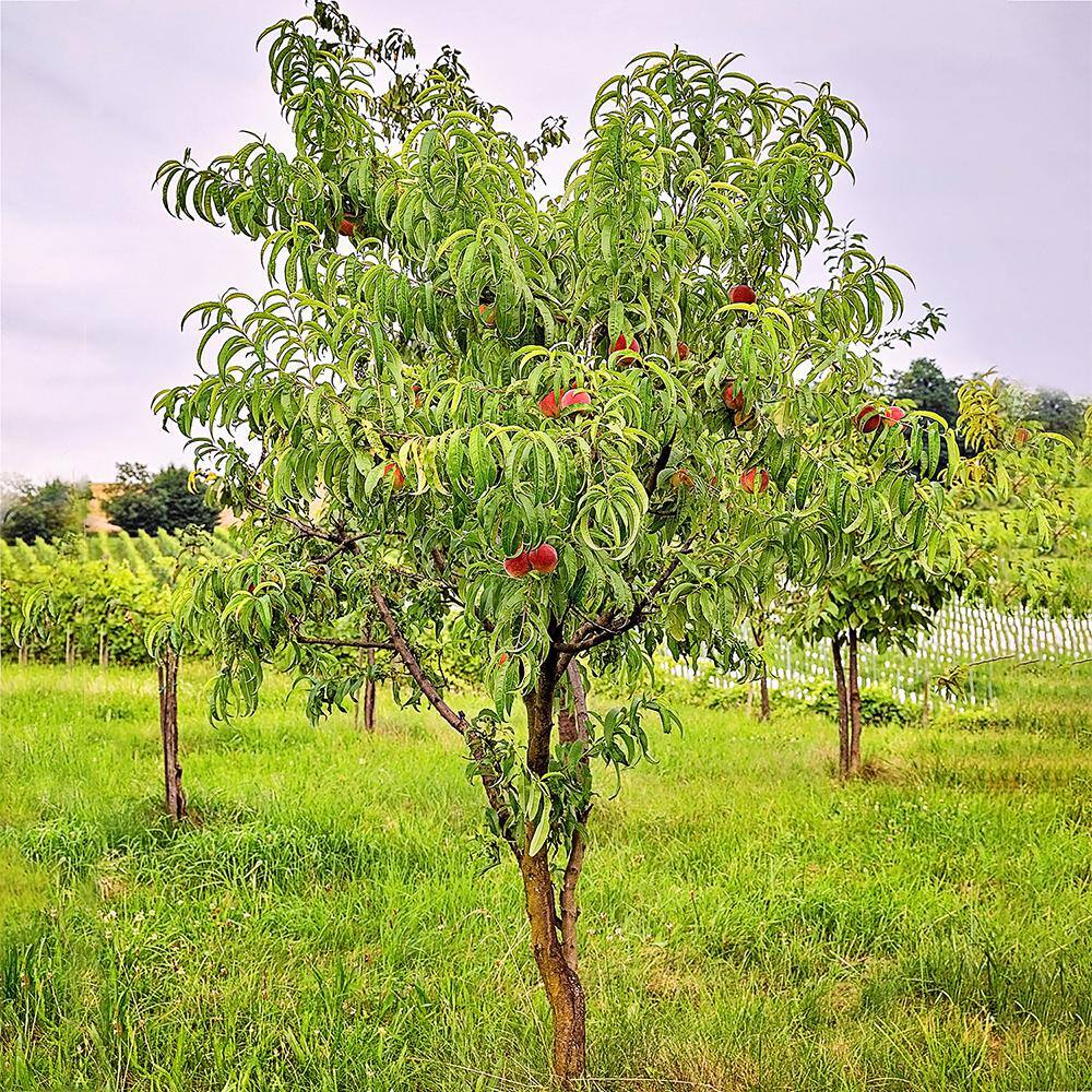 5 Gal. Red Haven Peach Tree PCHRED05G