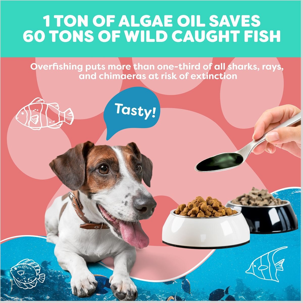 Mokai Algae Oil Omega-3 Concentrate Dog Supplement， 8-oz bottle