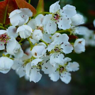 Perfect Plants 5 Gal. Shinseiki Asian Pear Tree (2-Pack) THD00127