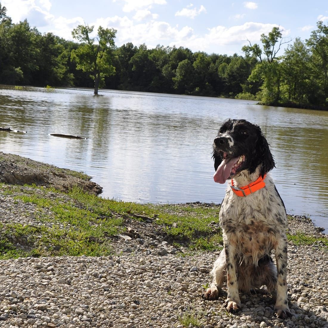 Water and Woods Waterproof Hound Dog Collar